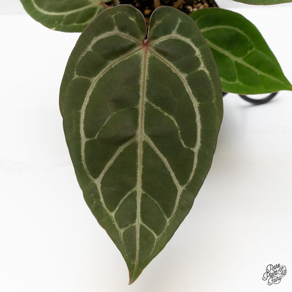 Anthurium Home, Sweet Home '32' x Dark & Handsome '9' by DocBlock® (wk48-E)