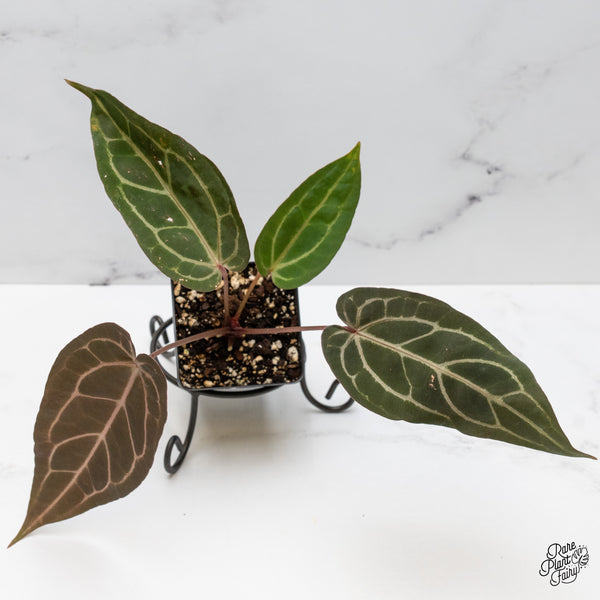 Anthurium Home, Sweet Home '32' x Dark & Handsome '9' by DocBlock® (wk48-W)