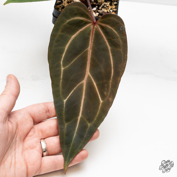 Anthurium Home, Sweet Home '32' x Dark & Handsome '9' by DocBlock® (wk49-M)