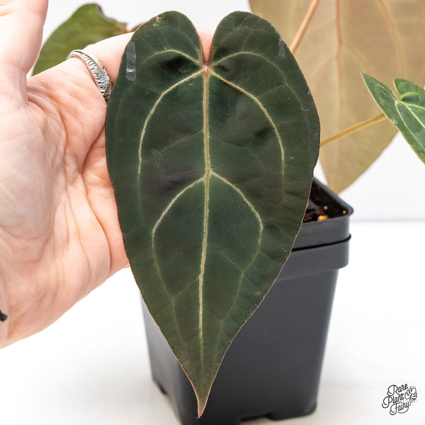 Anthurium Home, Sweet Home '32' x Dark & Handsome '9' by DocBlock® (wk6-U)