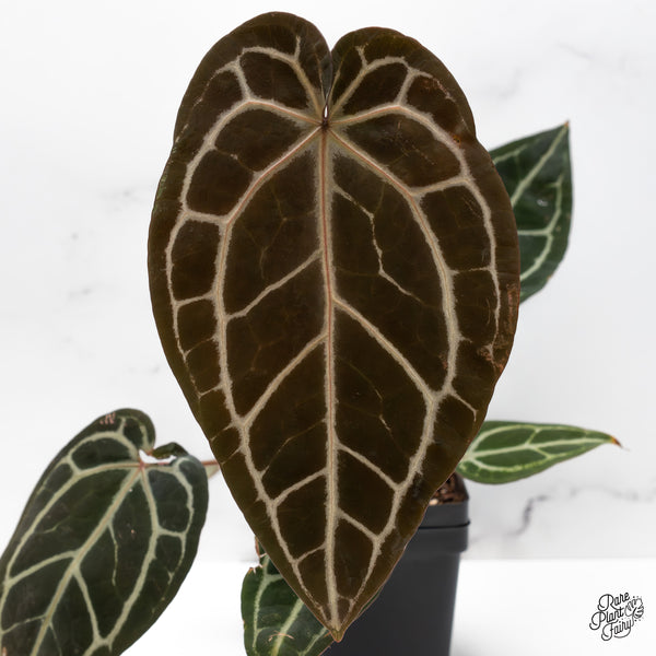 Anthurium Home, Sweet Home '32' x Red Velvet Cake '24' by DocBlock® (wk49-I)