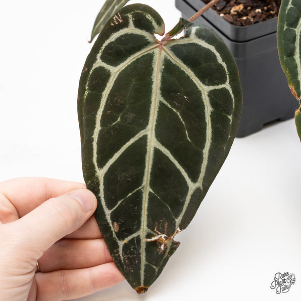 Anthurium Home, Sweet Home '32' x Red Velvet Cake '24' by DocBlock® (wk49-I)