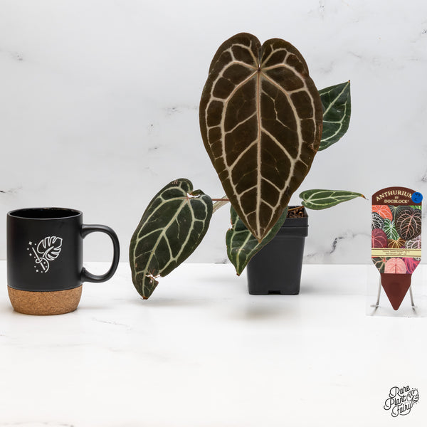 Anthurium Home, Sweet Home '32' x Red Velvet Cake '24' by DocBlock® (wk49-I)