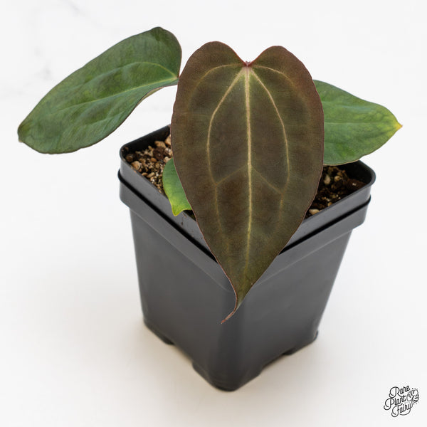 Anthurium Lynette '18' x Dark & Handsome '9' by DocBlock® (wk46-J)
