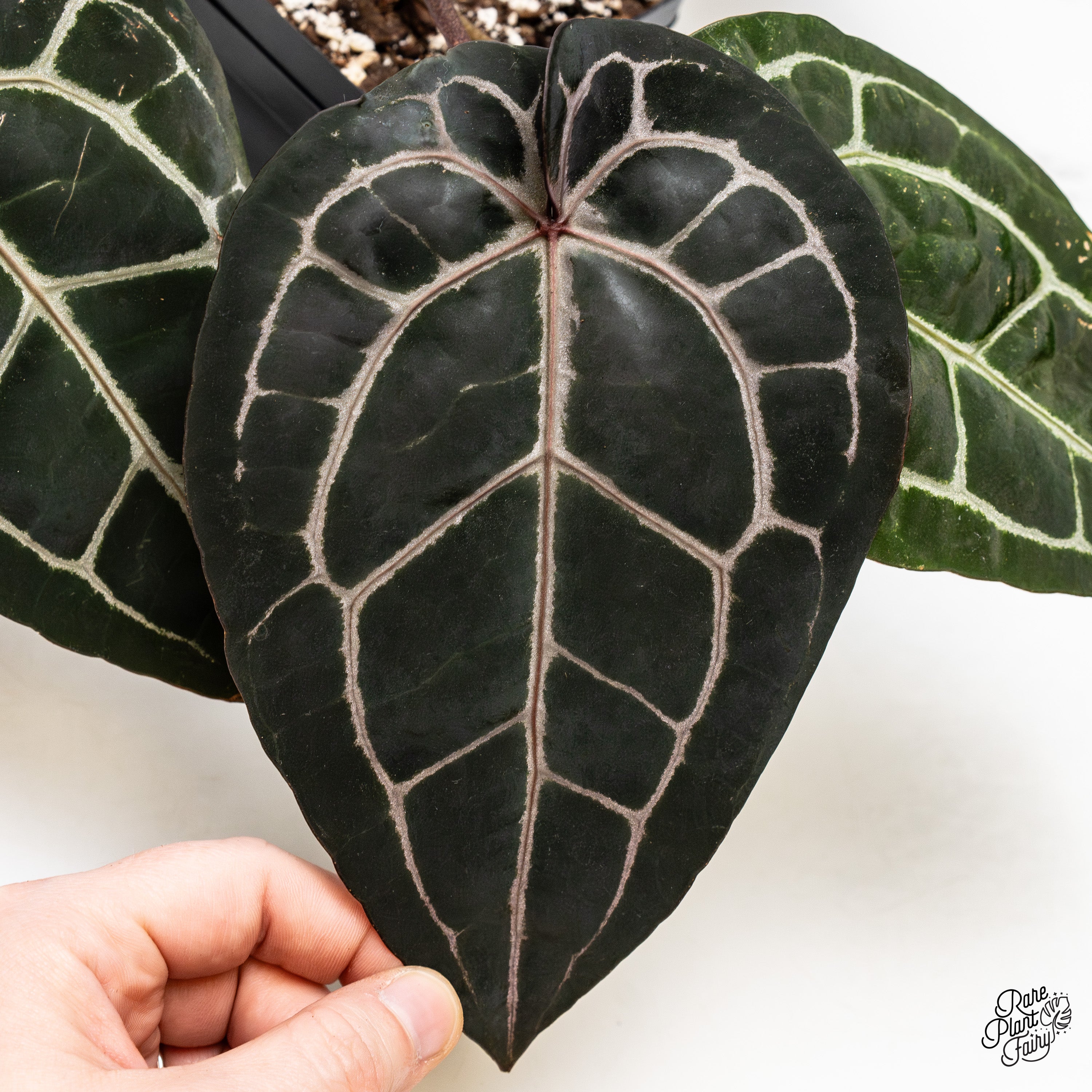 カラテア・ドレスレリ Curated Collection '25 – Rare Plant Fairy