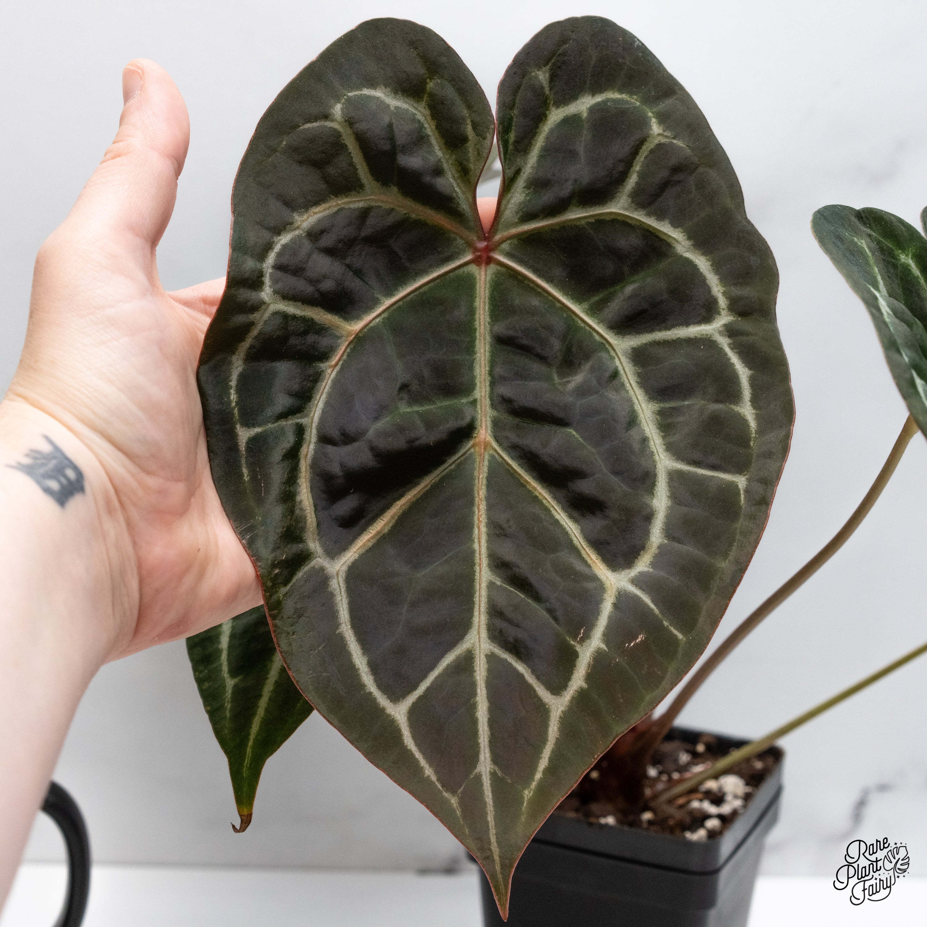 Anthurium Michelle '1' x DocBlock Purple Rain '27' by