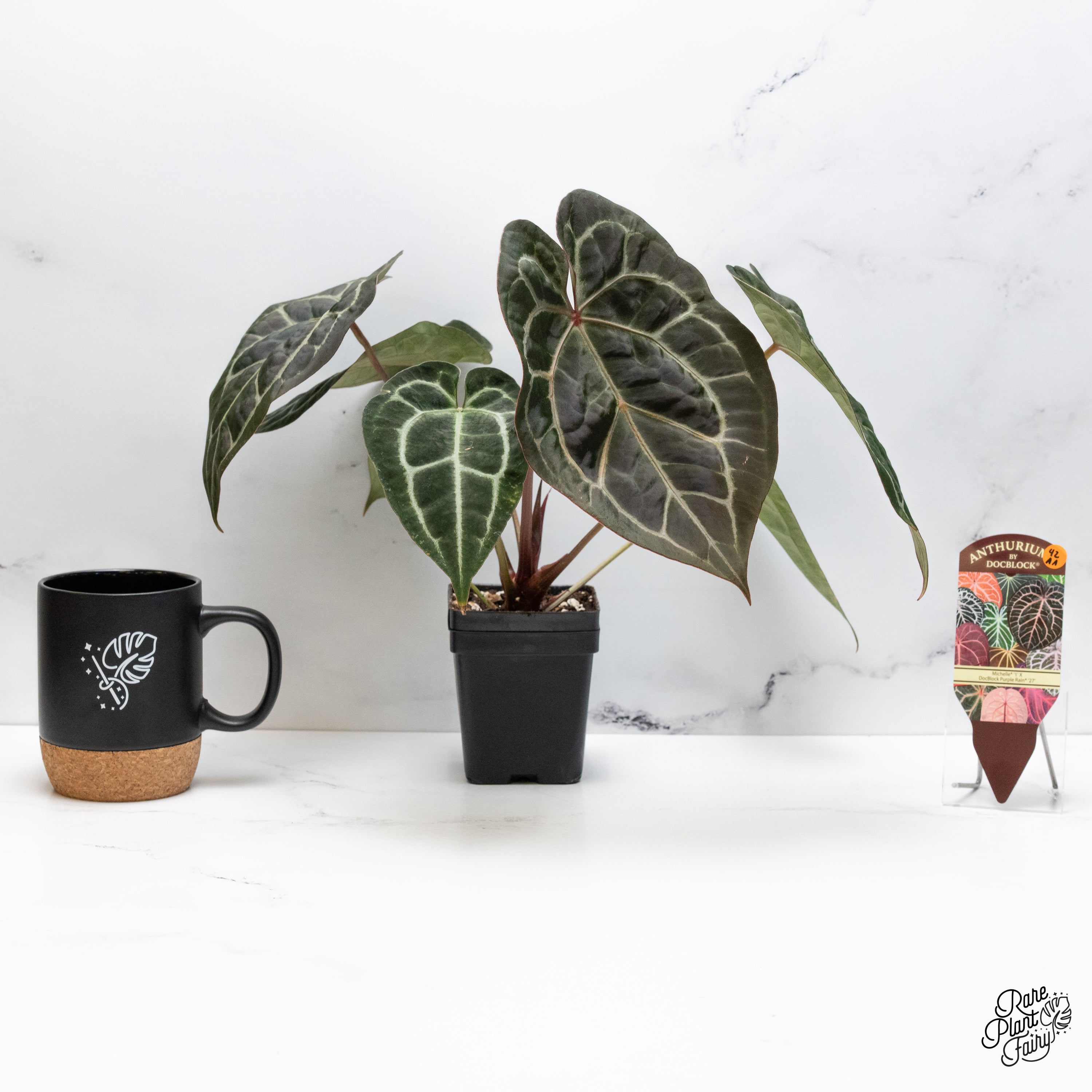 Anthurium Michelle '1' x DocBlock Purple Rain '27' by