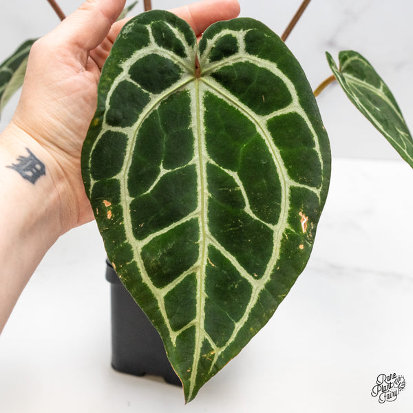 Anthurium Michelle '1' x Purple Rain '27' by DocBlock® (wk46-U)