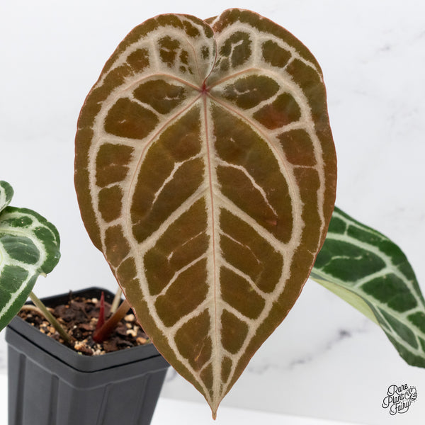 Anthurium Michelle '1' x Purple Rain '27' by DocBlock® (wk48-A)