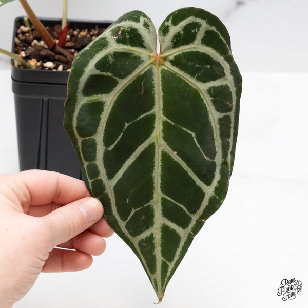 Anthurium Michelle '1' x Purple Rain '27' by DocBlock® (wk48-A)