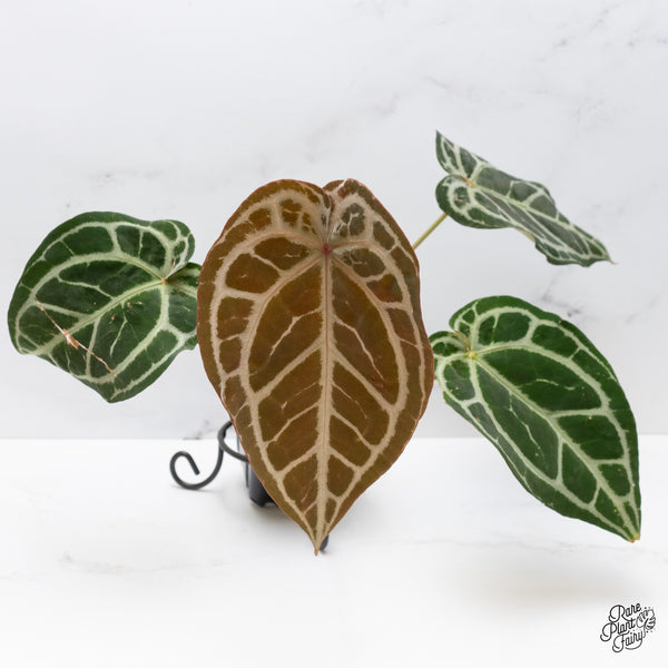 Anthurium Michelle '1' x Purple Rain '27' by DocBlock® (wk48-A)