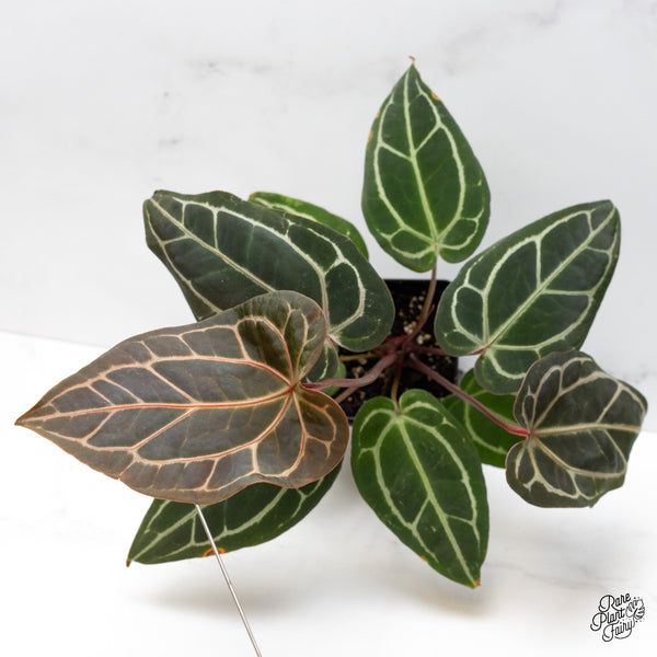 Anthurium Michelle '1' x Purple Rain '27' by DocBlock® (wk48-U)