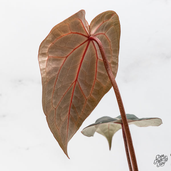 Anthurium Michelle '1' x Purple Rain '27' by DocBlock® (wk48-U)