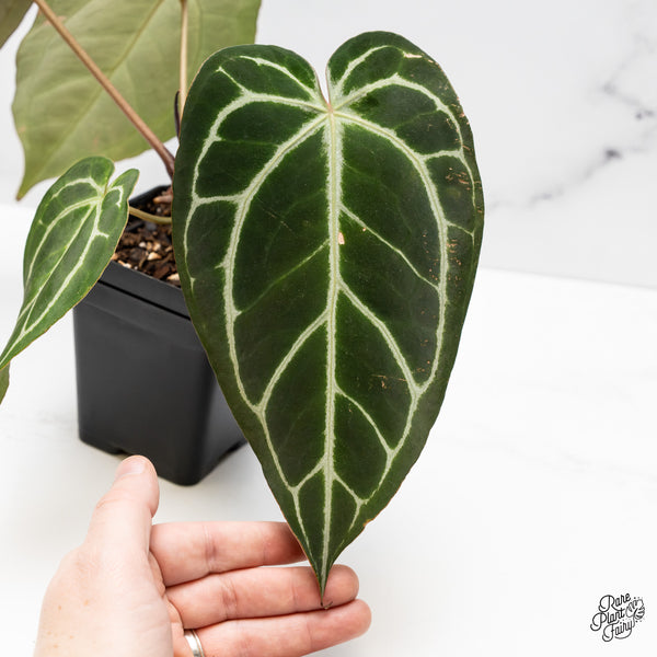 Anthurium Michelle '1' x Purple Rain '27' by DocBlock® (wk49-Q)