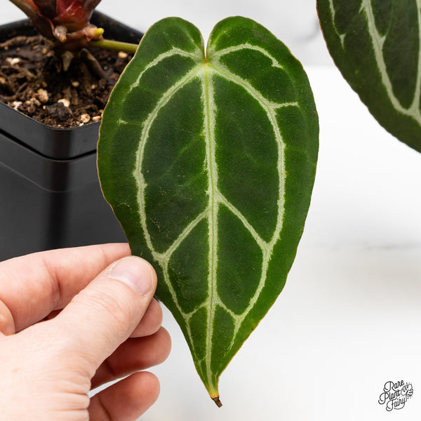 Anthurium Michelle '1' x Purple Rain '27' by DocBlock® (wk49-Q)