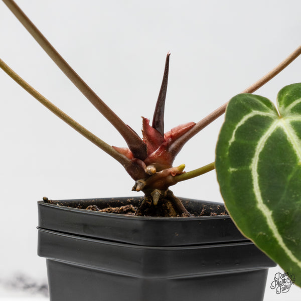 Anthurium Michelle '1' x Purple Rain '27' by DocBlock® (wk49-Q)