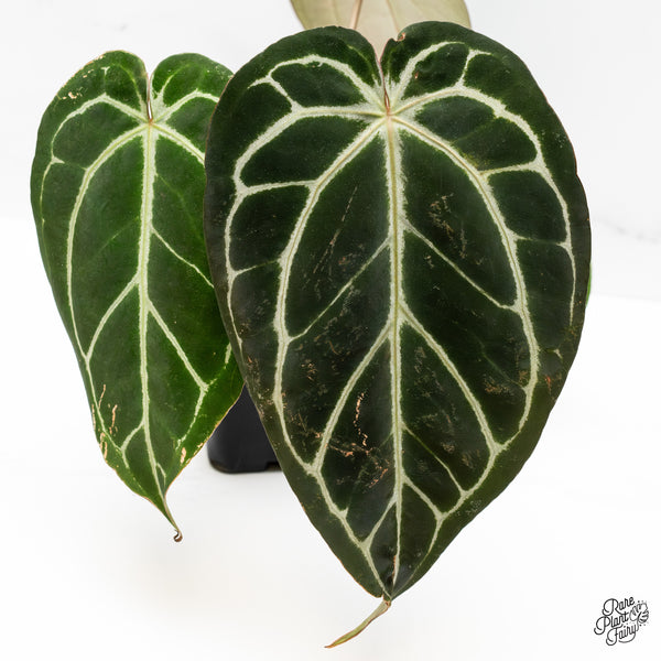 Anthurium Michelle '1' x Purple Rain '27' by DocBlock® (wk49-Q)