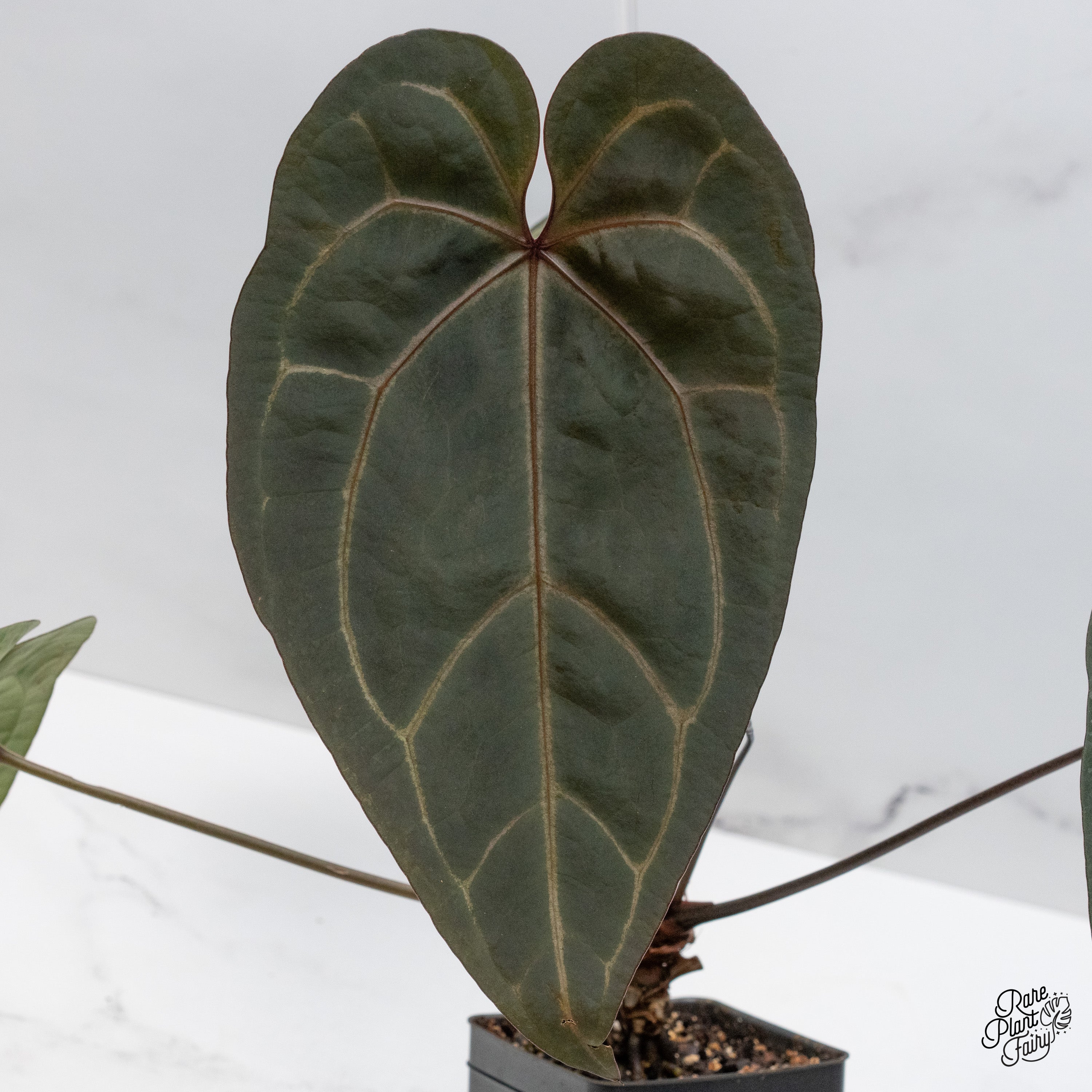 Anthurium Dark & Handsome '9' x Black Widow '13' by DocBlock