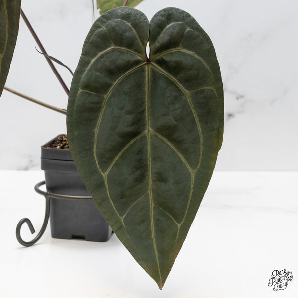 Anthurium Michelle '1' x Red Velvet Cake '24' by DocBlock® (wk48-C)