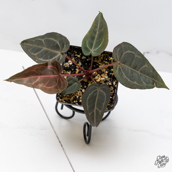 Anthurium Purple Rain '27' x Red Velvet Cake '24' by DocBlock® (wk46-E)