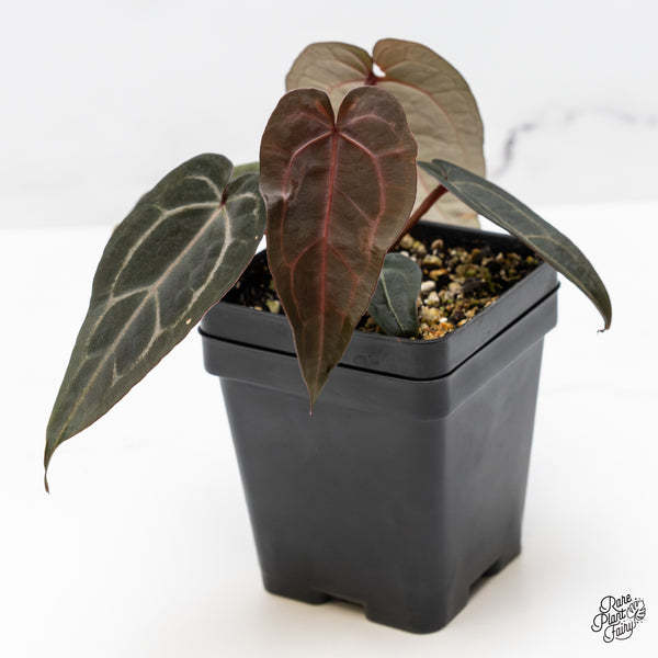 Anthurium Purple Rain '27' x Red Velvet Cake '24' by DocBlock® (wk46-E)