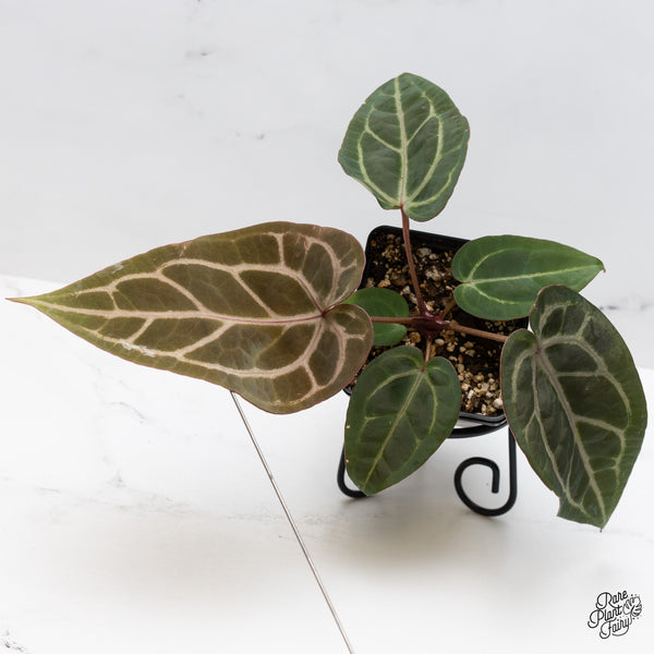 Anthurium Purple Rain '27' x Red Velvet Cake '24' by DocBlock® (wk46-O)