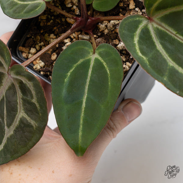 Anthurium Purple Rain '27' x Red Velvet Cake '24' by DocBlock® (wk46-O)