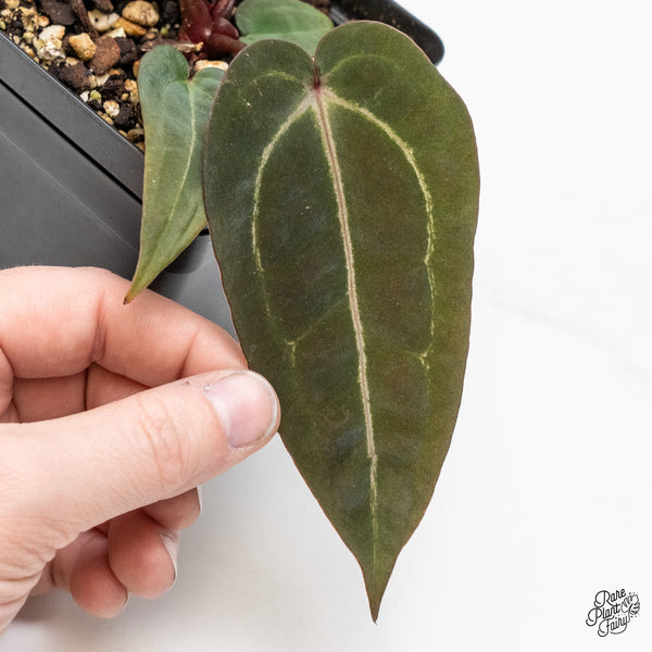 Anthurium Purple Rain '27' x Red Velvet Cake '24' by DocBlock® (wk46-S)