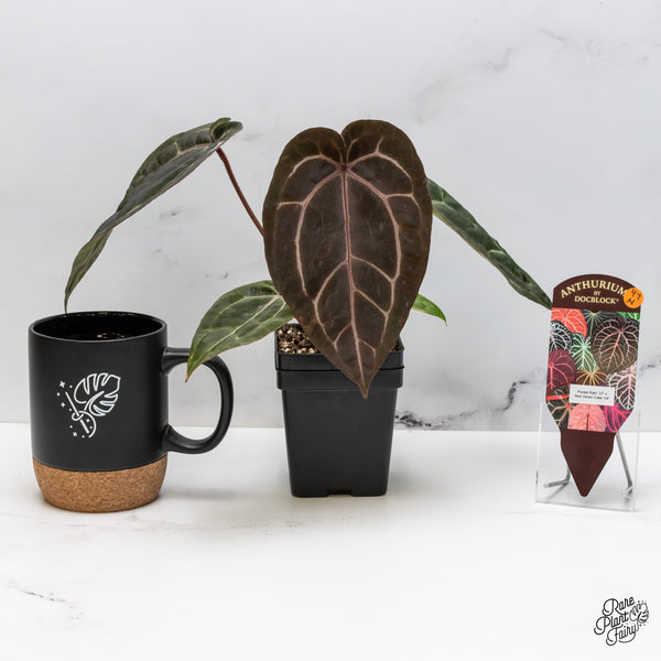 Anthurium Purple Rain '27' x Red Velvet Cake '24' by DocBlock® (wk47-N)
