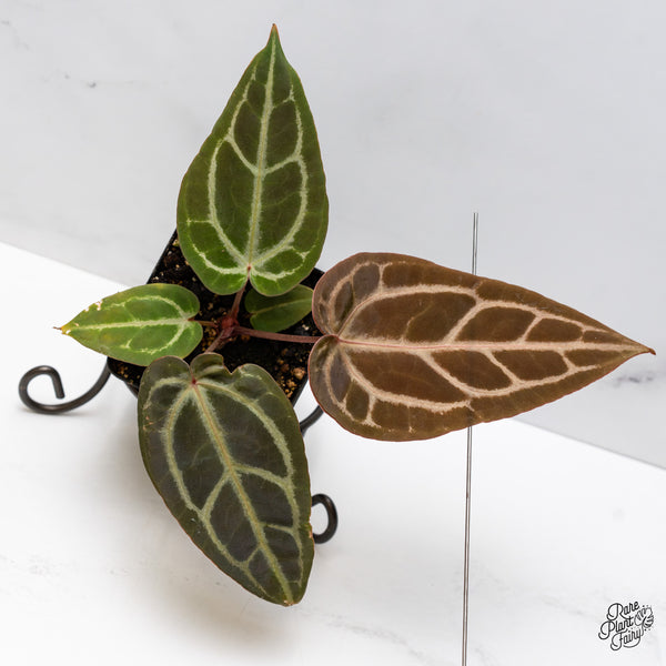 Anthurium Purple Rain '27' x Red Velvet Cake '24' by DocBlock® (wk47-P)