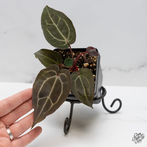 Anthurium Purple Rain '27' x Red Velvet Cake '24' by DocBlock® (wk48-G)