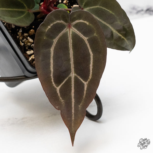 Anthurium Purple Rain '27' x Red Velvet Cake '24' by DocBlock® (wk48-G)