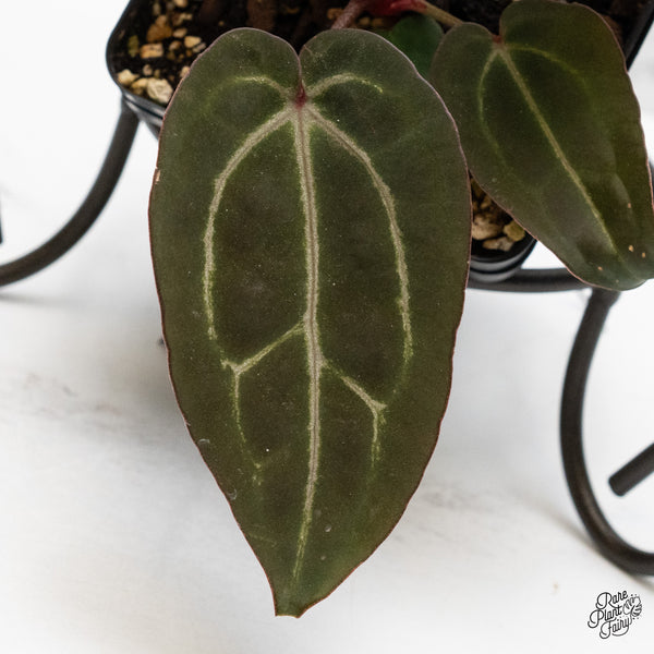 Anthurium Purple Rain '27' x Red Velvet Cake '24' by DocBlock® (wk48-G)