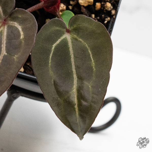 Anthurium Purple Rain '27' x Red Velvet Cake '24' by DocBlock® (wk48-G)