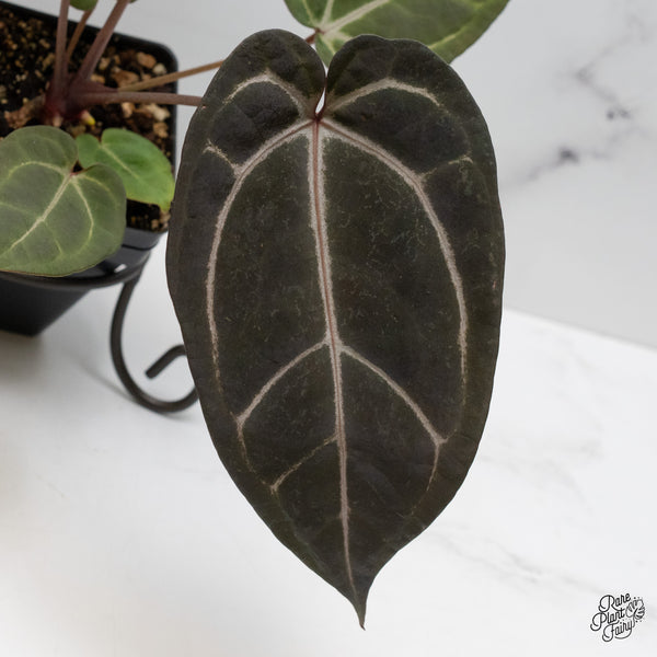 Anthurium Purple Rain '27' x Red Velvet Cake '24' by DocBlock® (wk48-J)