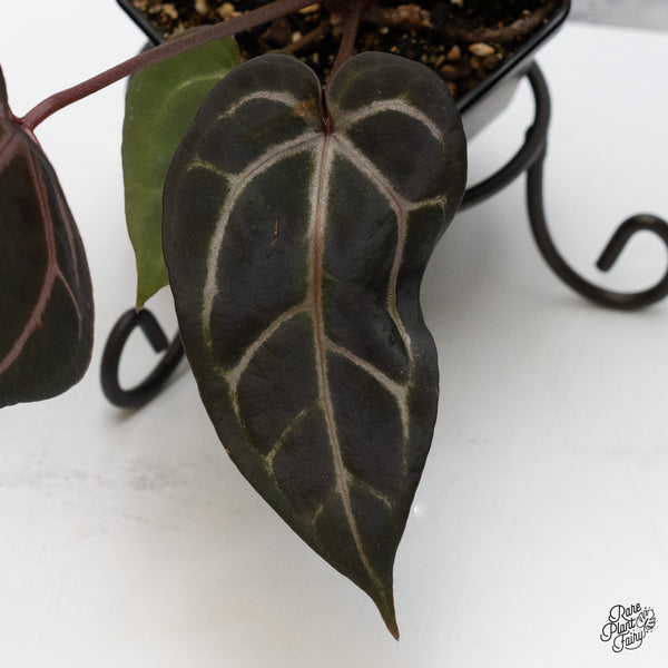 Anthurium Purple Rain '27' x Red Velvet Cake '24' by DocBlock® (wk48-J)