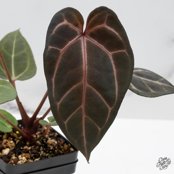 Anthurium Purple Rain '27' x Red Velvet Cake '24' by DocBlock® (wk48-J)