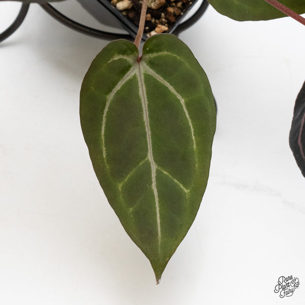 Anthurium Purple Rain '27' x Red Velvet Cake '24' by DocBlock® (wk48-J)