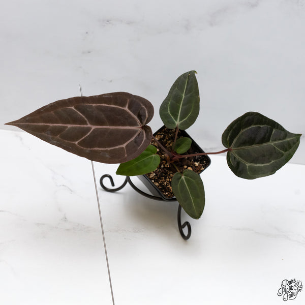 Anthurium Purple Rain '27' x Red Velvet Cake '24' by DocBlock® (wk49-K)