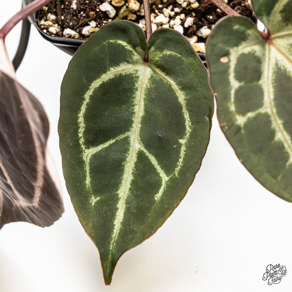 Anthurium Purple Rain '27' x Red Velvet Cake '24' by DocBlock® (wk50-G)