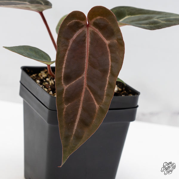 Anthurium Purple Rain '27' x Red Velvet Cake '24' by DocBlock® (wk50-M)