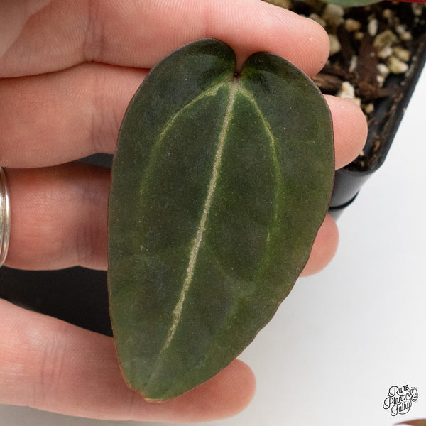 Anthurium Purple Rain '27' x Red Velvet Cake '24' by DocBlock® (wk50-M)