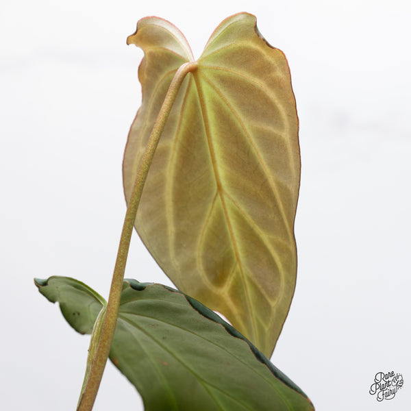 Anthurium Red Velvet Cake '24' x Black Widow '13' by DocBlock® (wk46-D)