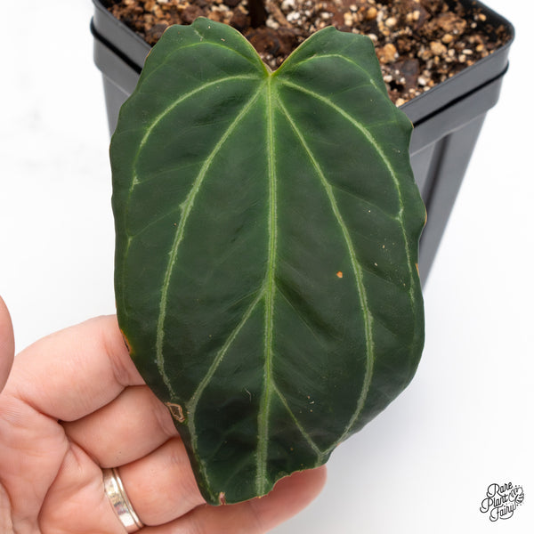 Anthurium Red Velvet Cake '24' x Black Widow '13' by DocBlock® (wk46-D)