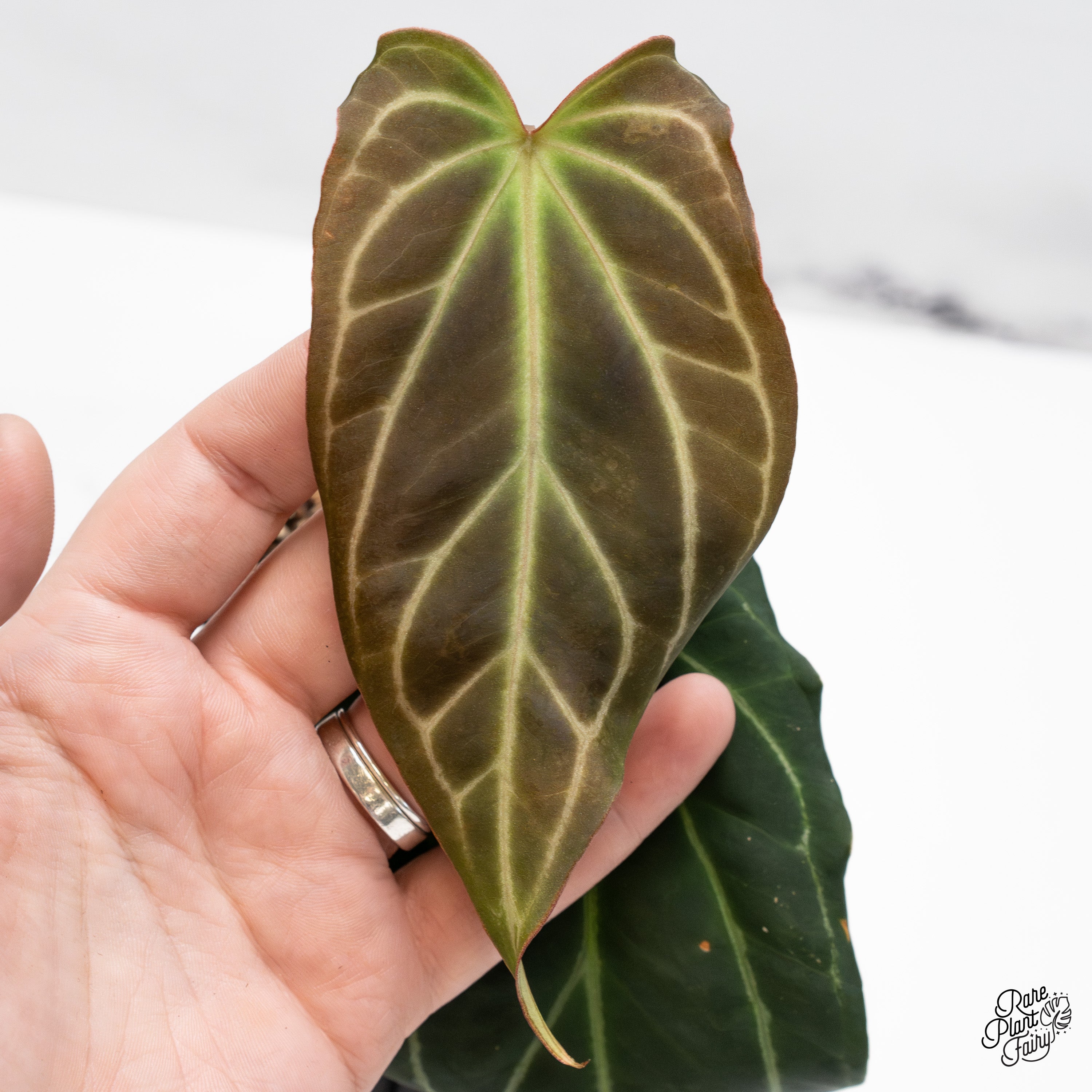 Anthurium Red Velvet Cake '24' x Black Widow '13' by DocBlock