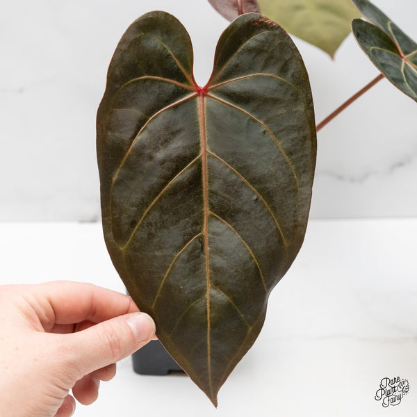 Anthurium Red Velvet Cake '24' x Dark & Handsome '9' by DocBlock® (wk48-X)