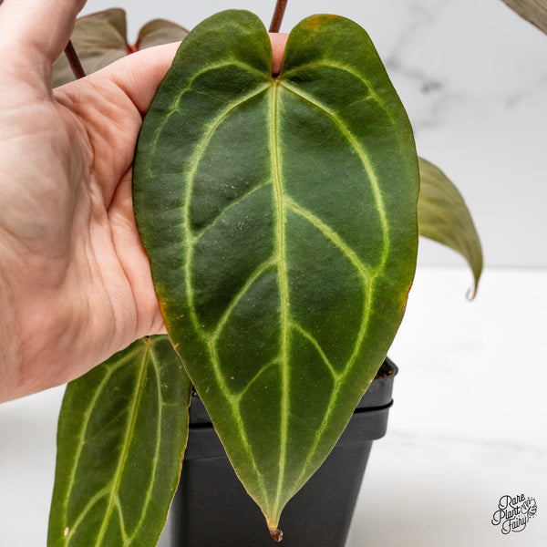 Anthurium Red Velvet Cake '24' x Dark & Handsome '9' by DocBlock® (wk47-AA)