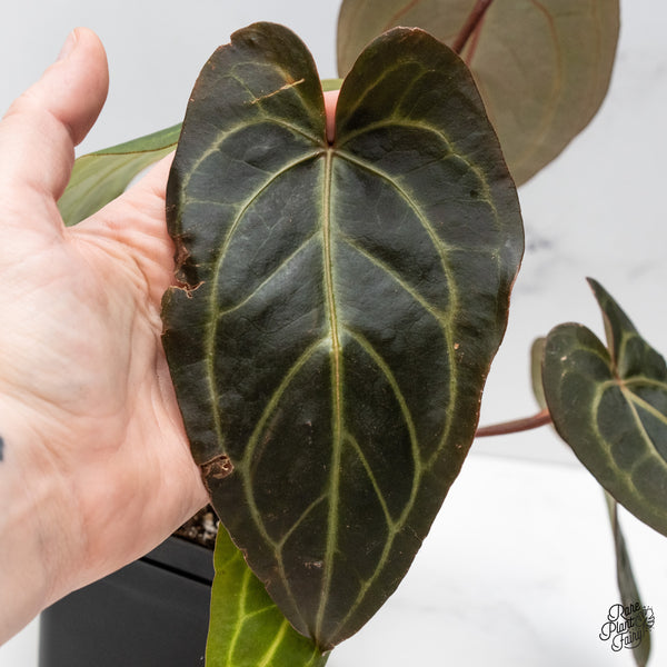 Anthurium Red Velvet Cake '24' x Dark & Handsome '9' by DocBlock® (wk47-AA)