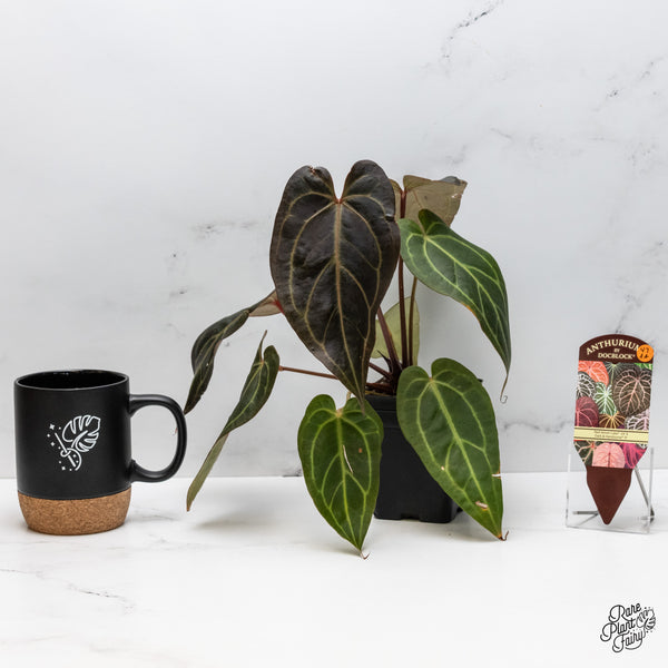 Anthurium Red Velvet Cake '24' x Dark & Handsome '9' by DocBlock® (wk47-AA)