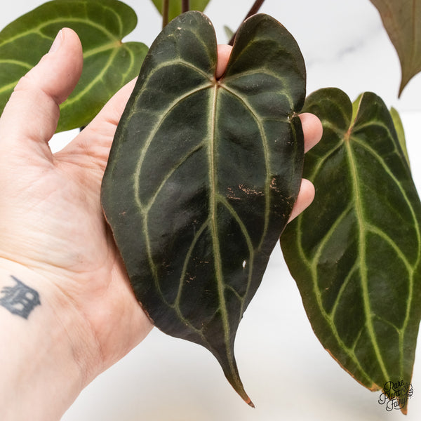 Anthurium Red Velvet Cake '24' x Dark & Handsome '9' by DocBlock® (wk47-AA)